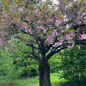 Prunus in bloei_3